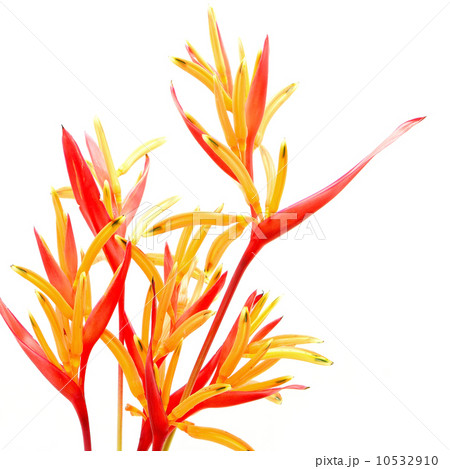 Heliconia Rubra Heliconia Rubra 10532910