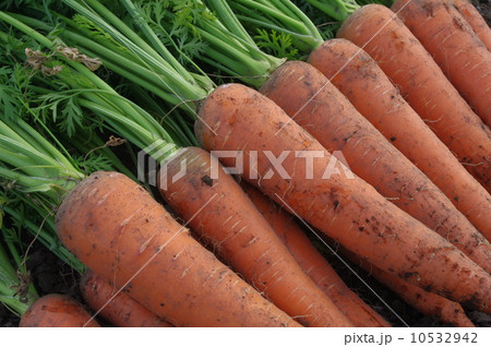 収穫直後のニンジン 10532942