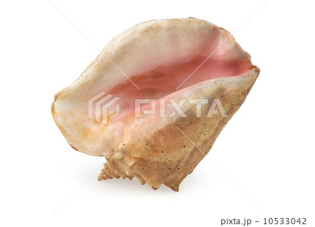 Sea shell 10533042