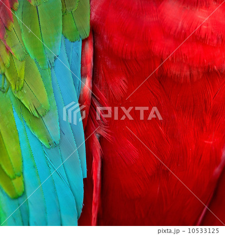Greenwinged Macaw feathers 10533125