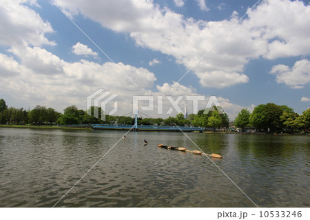 水元公園の水元大橋 水元公園の水元大橋 10533246