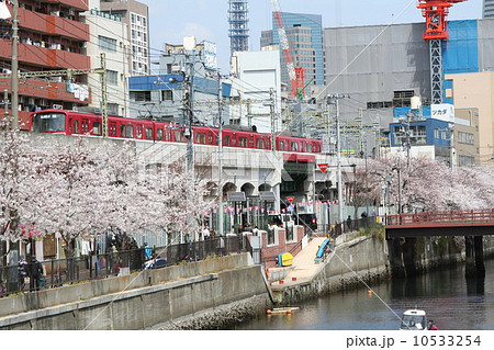 横浜の大岡川の桜と京浜急行 10533254