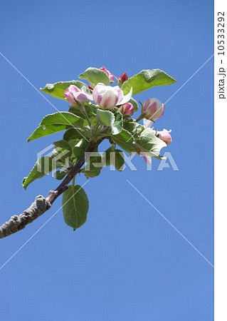 りんごの蕾と花 りんごの蕾と花 10533292