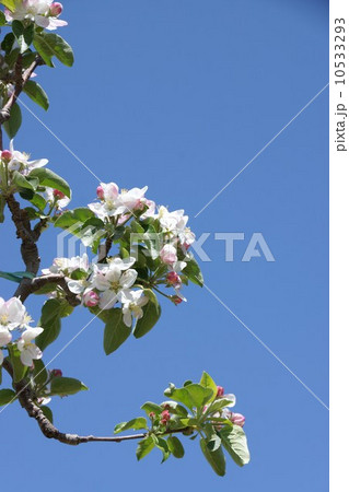 りんごの蕾と花 りんごの蕾と花 10533293