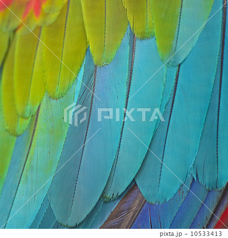 Greenwinged Macaw feathers 10533413