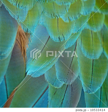 Harlequin Macaw feathers 10533414