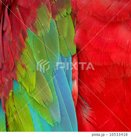Greenwinged Macaw feathers 10533416