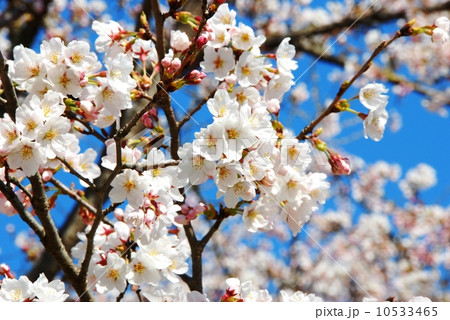 桜 10533465
