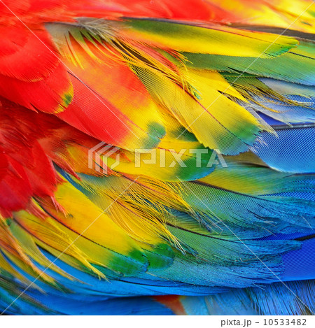 Scarlet Macaw feathers 10533482
