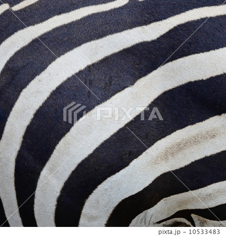 Common Zebra skin Common Zebra skin 10533483