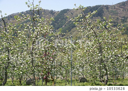 りんごの蕾と花 りんごの蕾と花 10533628