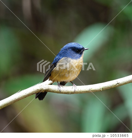 male Slaty-blue Flycatcher male Slaty-blue Flycatcher 10533665