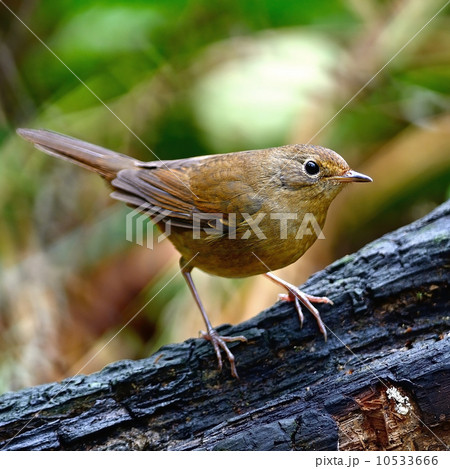female White-bellied Redstart female White-bellied Redstart 10533666