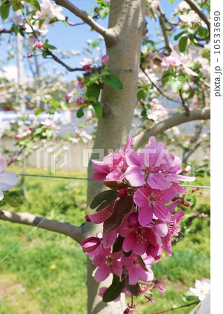 西洋りんごの花 メイポール の写真素材