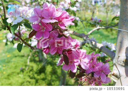 西洋りんごの花 メイポール の写真素材