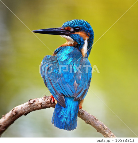 male Common Kingfisher 10533813