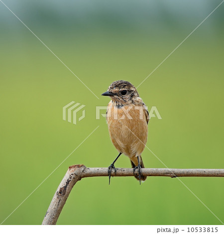 female Eastern Stonechat female Eastern Stonechat 10533815