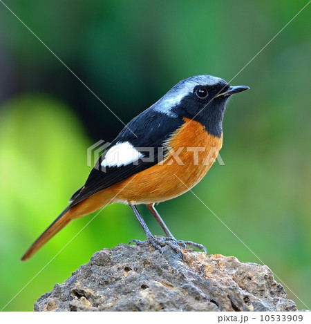 male Daurian Redstart male Daurian Redstart 10533909
