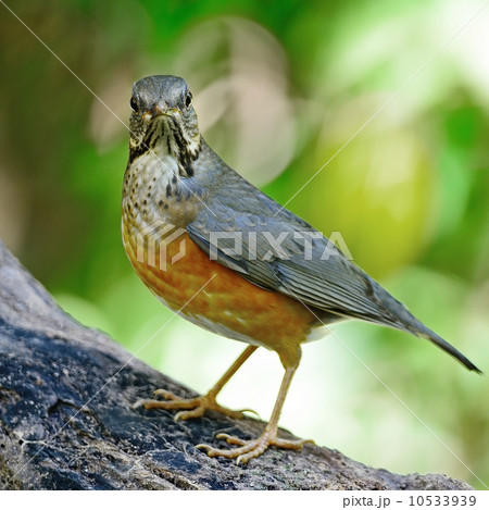 female Black-breasted Thrush 10533939