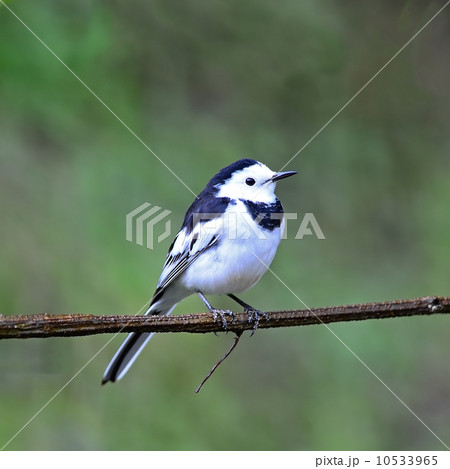 male White Wagtail 10533965