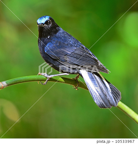 male White-tailed Robin 10533967
