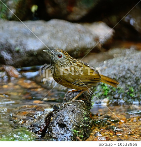 Streaked Wren Babbler 10533968