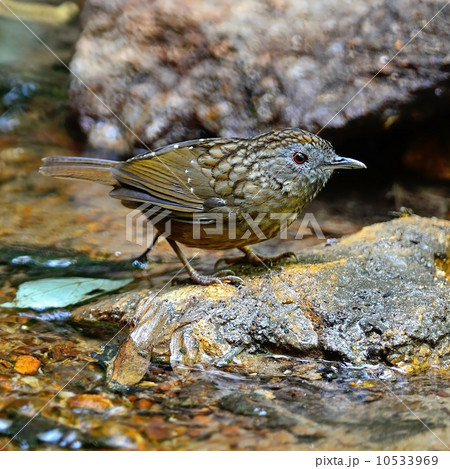Streaked Wren Babbler Streaked Wren Babbler 10533969