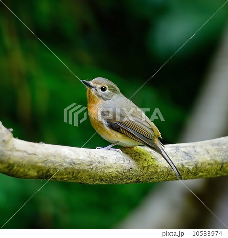 female Hill Blue Flycatcher female Hill Blue Flycatcher 10533974