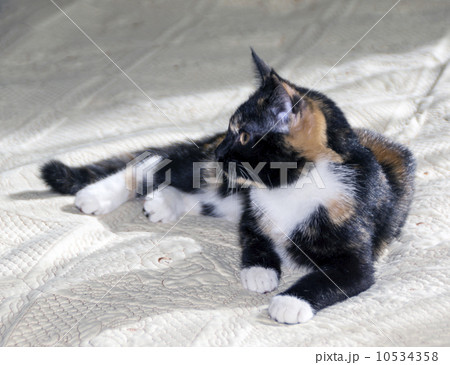 Cat rests Cat rests 10534358