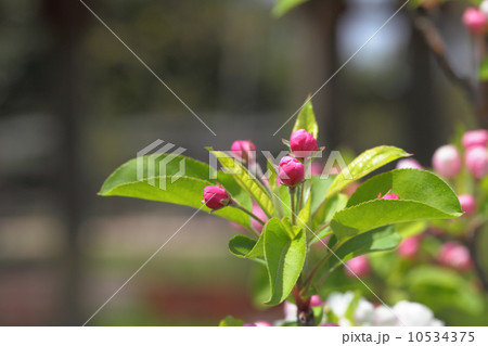ヒメリンゴの花の蕾 ヒメリンゴの花の蕾 10534375