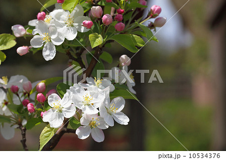 ヒメリンゴの花 ヒメリンゴの花 10534376