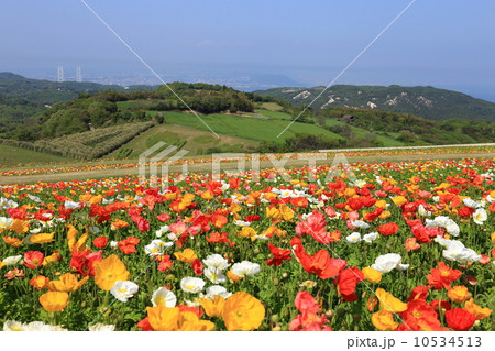 春のあわじ花さじき 10534513