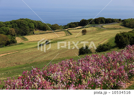 春のあわじ花さじき 10534516