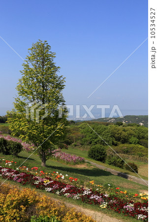 春のあわじ花さじき 10534527