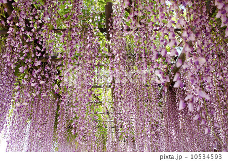 藤の花 藤の花 10534593