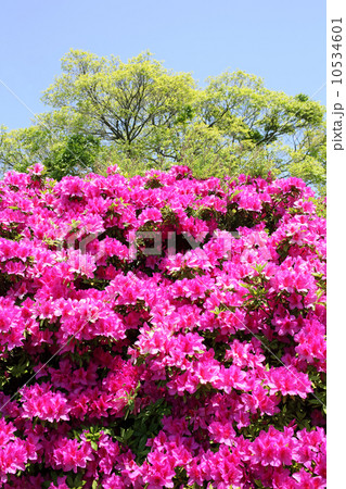ツツジ 10534601