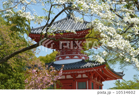 ハナミズキ 10534602