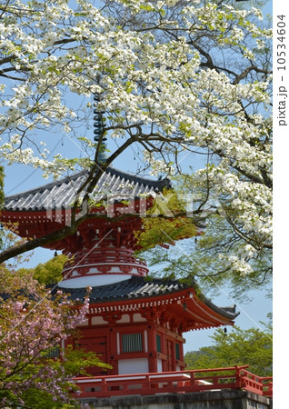 ハナミズキ 10534604