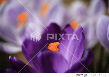 クロッカスの花 10534605
