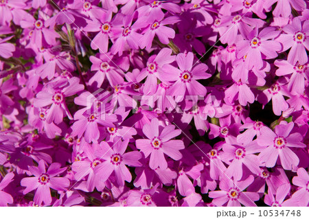 シバザクラ 10534748