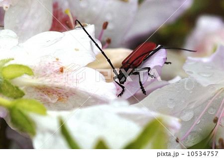 ベニカミキリムシ顔 10534757