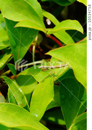 カマキリらしく？ 10534758