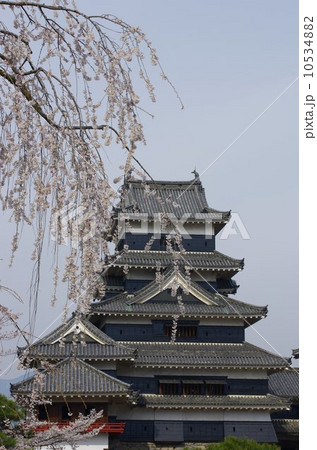 信州 国宝 松本城と桜 信州 国宝 松本城と桜 10534882