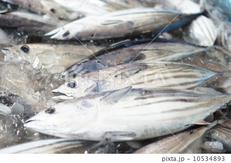 カツオの水揚げ 10534893
