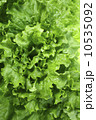 レタス 10535092