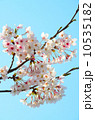 さくら【横】 さくら【横】 10535182
