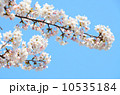 さくら【横】 さくら【横】 10535184