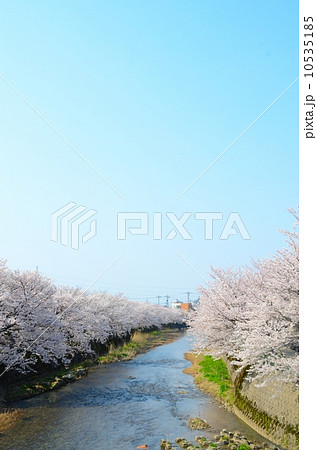 川岸の満開の桜【縦】 川岸の満開の桜【縦】 10535185