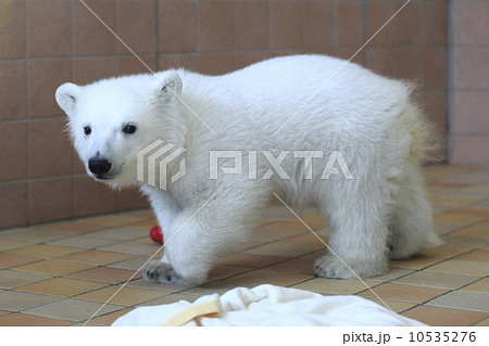 白くまの赤ちゃん 10535276