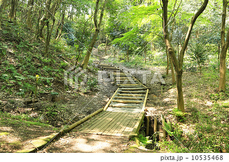 新緑の四季の森公園 新緑の四季の森公園 10535468